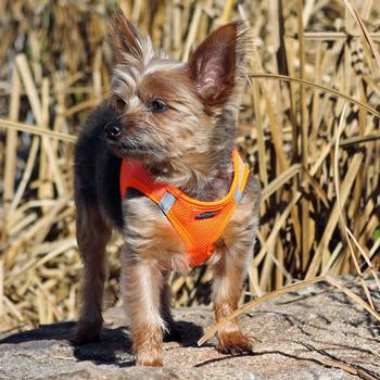 American River Ultra Choke-Free Mesh Dog Harness by Doggie Design - Hunter Orange