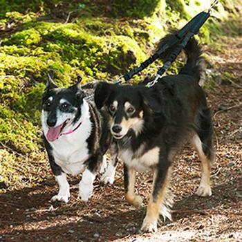 Adjustable Bungee Dog Coupler by Canine Equipment