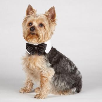 Aria Canine Royale Bowtie - Black Satin