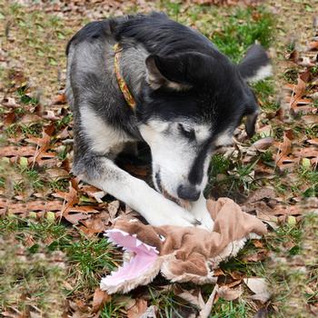 Aussie Floppie Crocodile Dog Toy