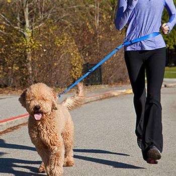 Beyond Control Dog Leash - Blue