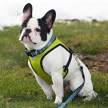 Cirque Dog Harness - Lime Green Air Mesh