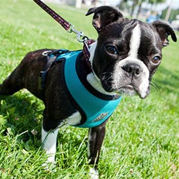 Cirque Dog Harness - Teal Air Mesh