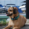 Eco-Lucks Hampton Collection Dog Collar - Montauk