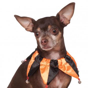 Halloween Jester Dog Collar Scrunchie