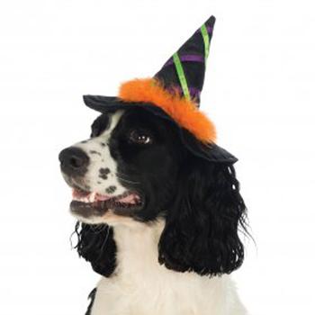 Halloween Witch Dog Hat with Feather Trim