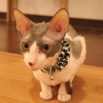 Houndstooth Cat Collar by Catspia - Aqua