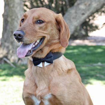 Doggie Design Interchangeable Dog Bow Tie Collar Set - Black