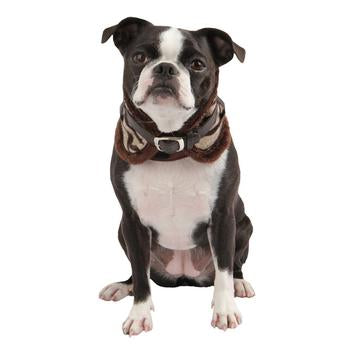 Modern Zebra Neckguard Dog Collar by Puppia - Brown