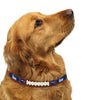 New England Patriots Leather Dog Collar