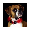 Nite Dawg LED Dog Collar - Red