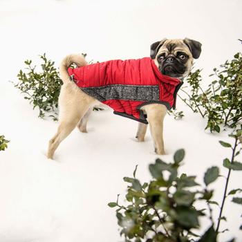 Orford Dog Jacket - Candy Red