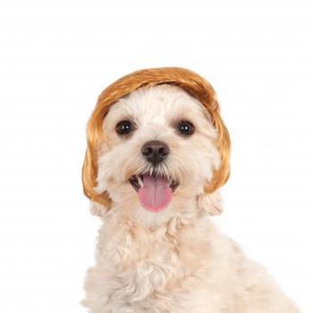 Pawlitical Billionaire Wig Dog Costume