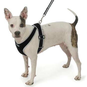 Precision-Fit Nylon Dog Harness - Black