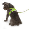 Precision-Fit Nylon Dog Harness - Lime Green