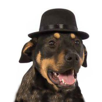 Rubie's Top Hat Dog Costume - Black