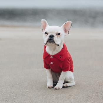 Solid Dog Polo by Doggie Design - Flame Scarlet Red