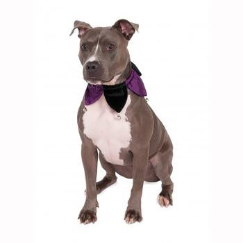 Velvet Jester Dog Collar Scrunchie - Black and Purple
