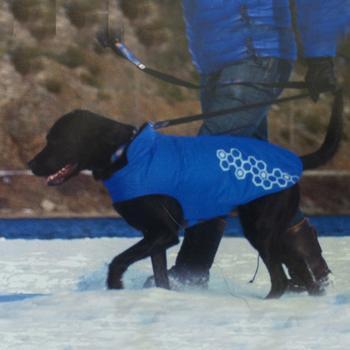 Venture Outerwear Dog Coat - Electric Blue