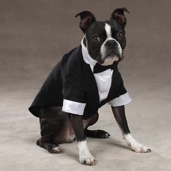 Yappily Ever After Wedding Groom Dog Tuxedo by East Side Collection