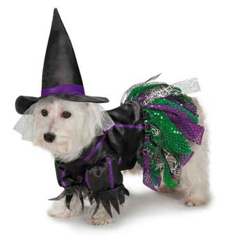 Zack and Zoey Scary Witch Dog Costume