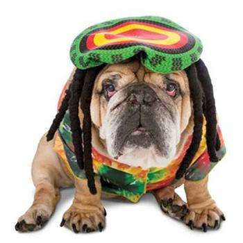 Zelda 70's Rasta Halloween Dog Costume